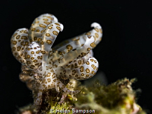 A spectacular solar powered Nudi that caught my eye and d... by Helen Sampson 